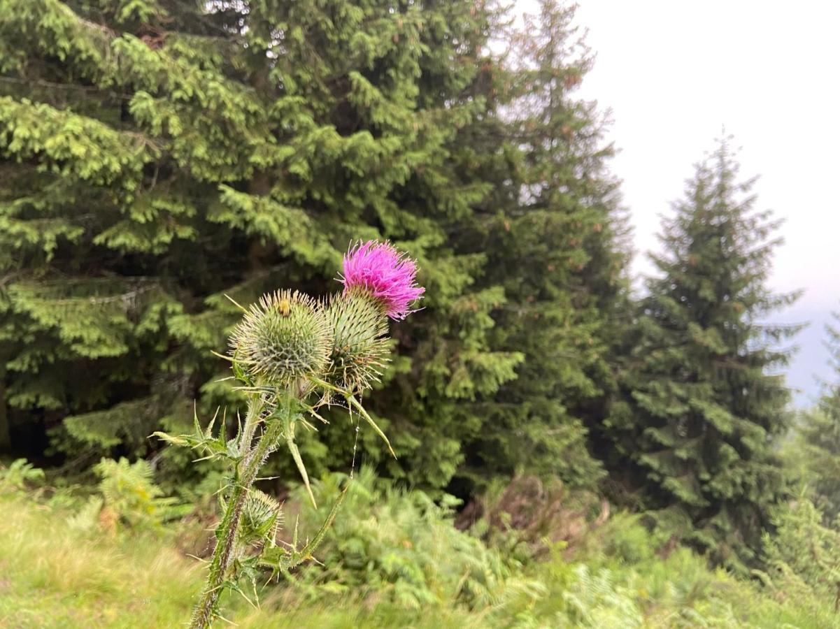 Do-Minus Boutique Home & Private Spa Ca Pedrot Mountain Cottage Monte Carasso Екстериор снимка